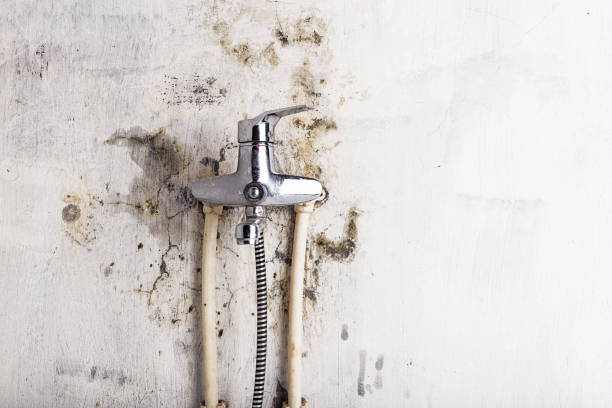 Best Fast Mold Removal  in Christiana, TN
