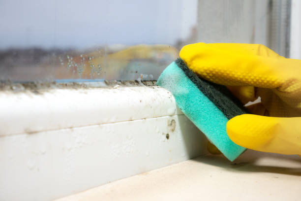Best Black Mold Removal  in Christiana, TN